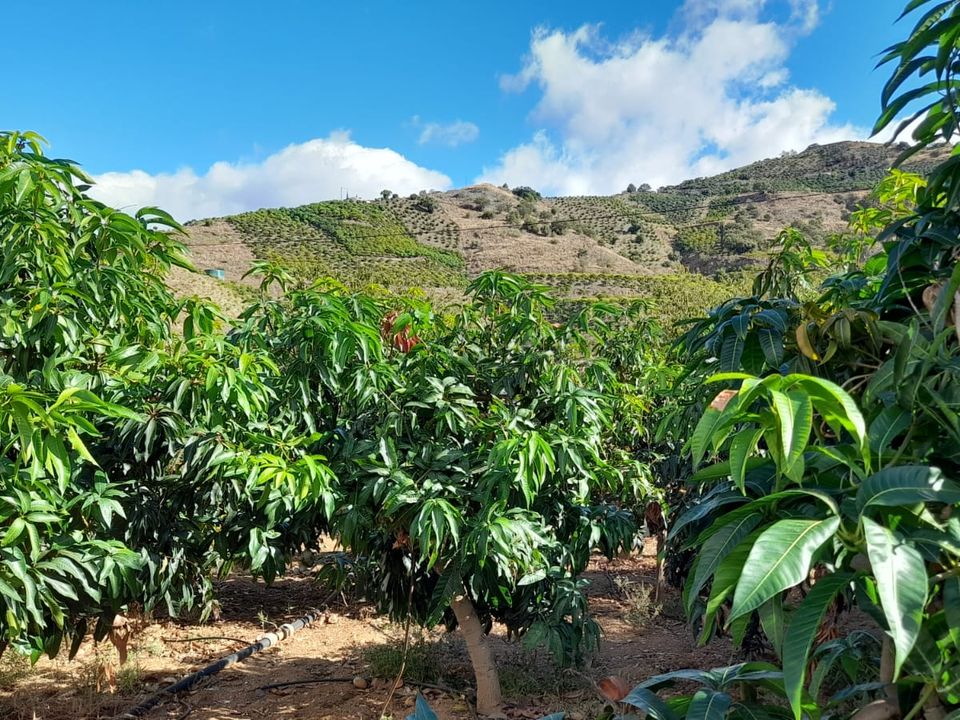 Helårsgrund i Benamargosa, Malaga - foto 2
